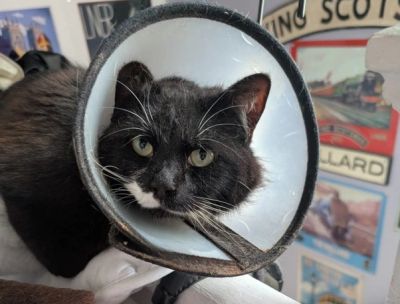 Black and white cat wearing a protective cone collar.
