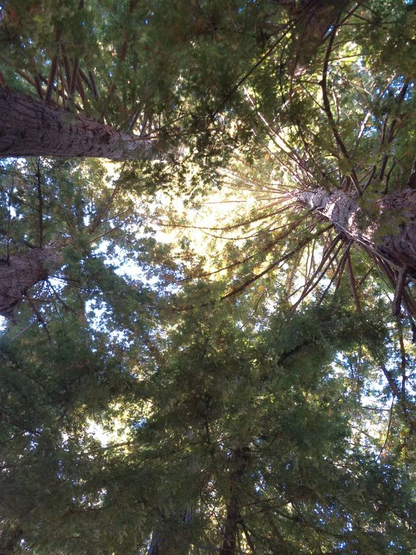 looking up to the underside of a redwood canopy