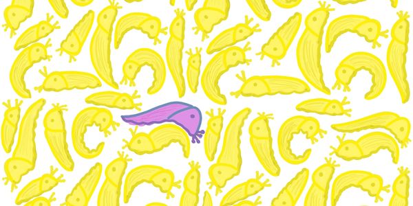 banana slugs, one purple banana slug