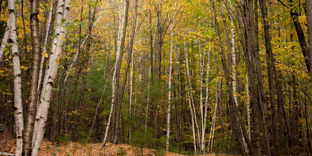 Birch trees in a forest with autumn leaves scattered on the ground.