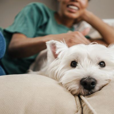 A white dog resting on a couch with a person smiling in the background.