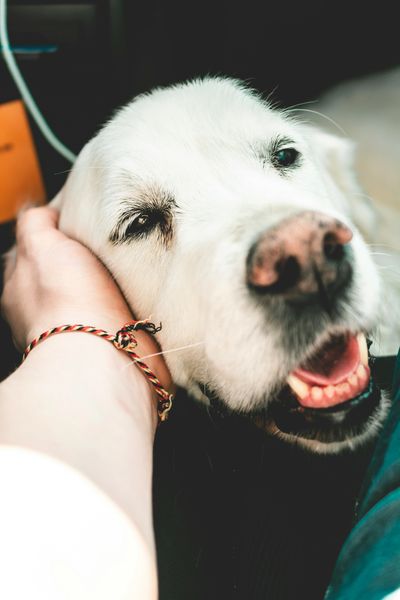 A hand gently cupping a white dog's face.