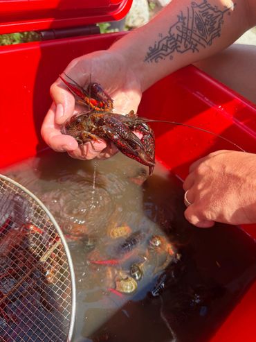 Person holding a live crayfish above a red container filled with water and more crayfish.