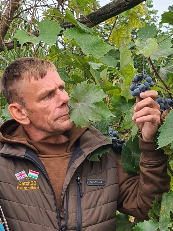 Man examining grapes on a vine in a vineyard.
