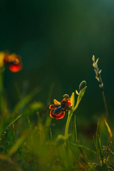 Ophrys speculum (Ayna salebi)