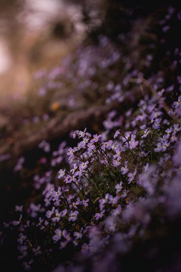 Fine art flower photography Yabani kaya şebboyu