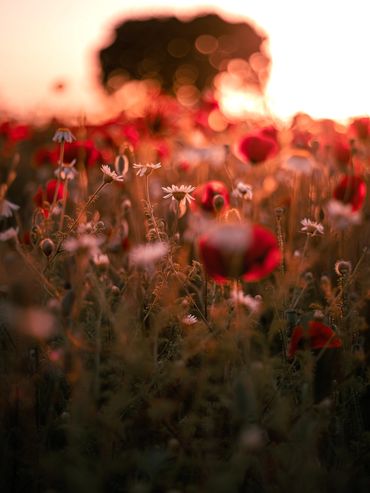 Papatya ve gelincik tarlası