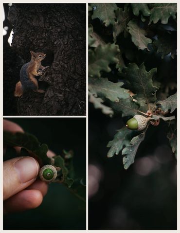 Meşe ağacının ev sahipleri
