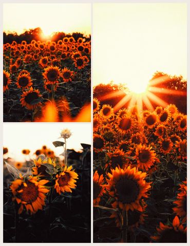 Akşam güneşinde günebakan tarlası