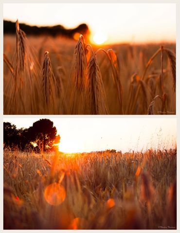 Buğday tarlasında gün batımı