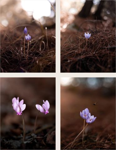 Sonbaharda yabani siklamen ve güz çiğdemi
