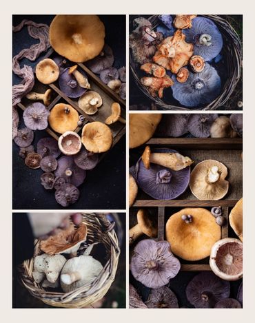 Sepet dolusu Balkadın- Ebişke Mantarı (Infundibulicybe geotropa- Clitocybe geotropa)