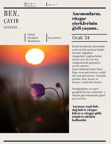 Anemonların gizli yaşamı