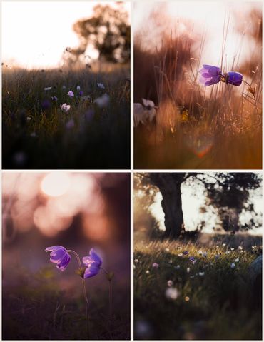 Dark and moody anemones