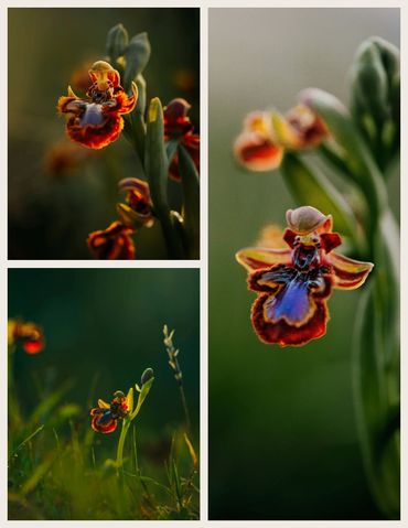 Yabani orkideler ayna salebi