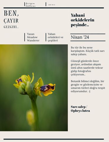 Yabani orkidelerin peşinde