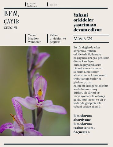 Yabani orkideler saç uzatan