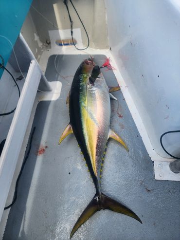 Nice Yellowfin Tuna on the Gud Vibes!
