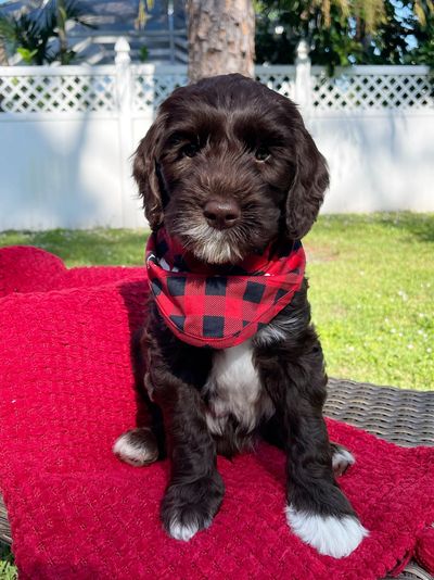 A black and white puppy wearing a red and black checkered bandana.