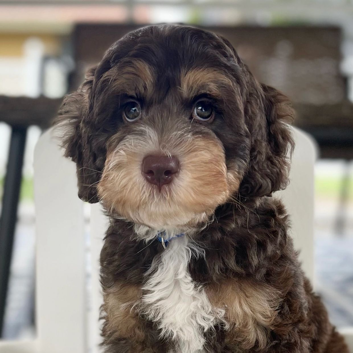Close-up of an adorable, fluffy puppy with soulful eyes.