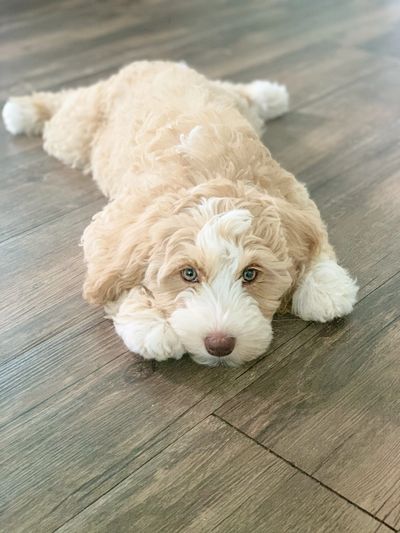 Splat, Cute puppy, sleepy puppy, tired, restful, Australian Labradoodle, doodle, aussie doodle