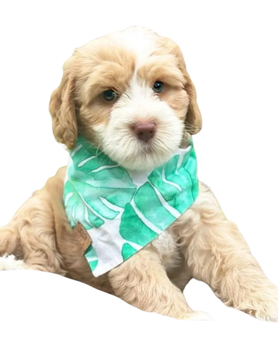 Cute puppy with a green leaf-patterned bandana.