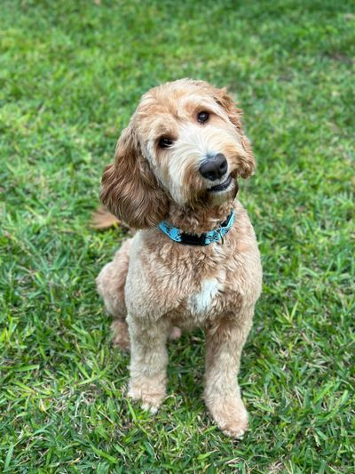 Curious tan dog with a blue collar tilting its head on green grass.