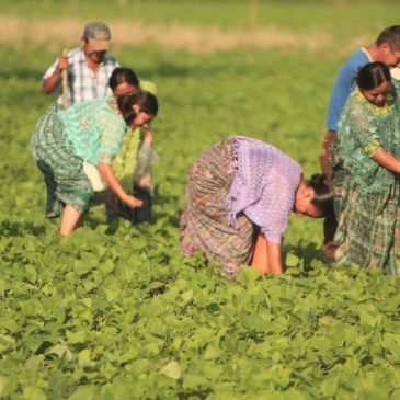People working in a green field picking crops.