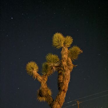 Western Joshua Tree in Joshua Tree, California