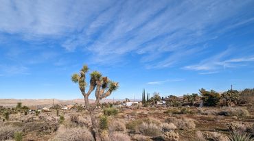 Western Joshua Tree in Morongo Basin