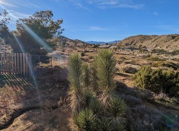Western Joshua Tree in Yucca Valley neighborhood