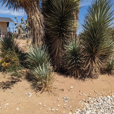 Western Joshua Tree in Yucca Valley