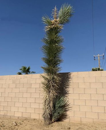Western Joshua Tree in Yucca Valley