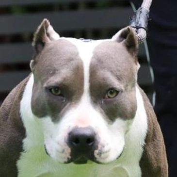 American Bully Female Sura