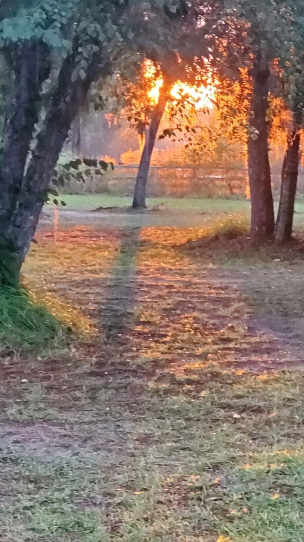 Sunset glowing through trees in a peaceful park scene.