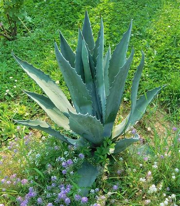 Agave Americana