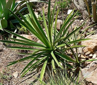 Agave Karwinskii