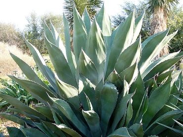 Agave Marmorata (Marbled Agave)
