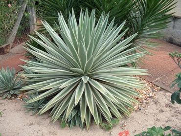 Agave Angustifolia (Caribbean Agave)