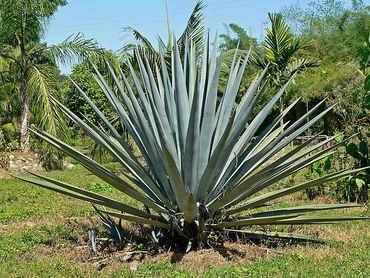 Agave Tequila (Blue Agave or Agave Azul)