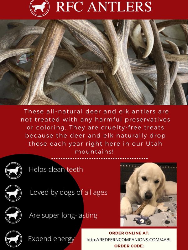 antlers for sale dog chews