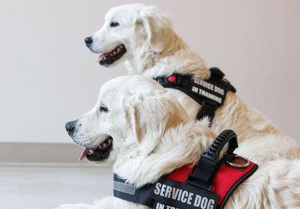 English Cream Golden Retrievers service dogs