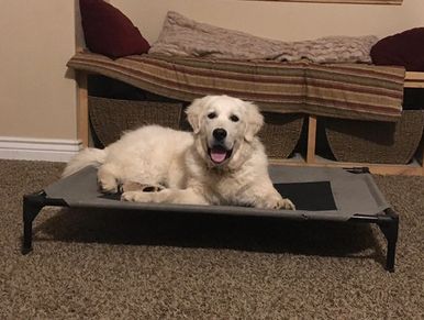 raised bed with trained golden retriever