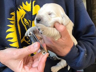 early socialization and puppy care