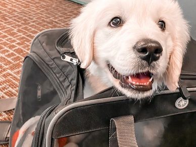 traveling with puppies