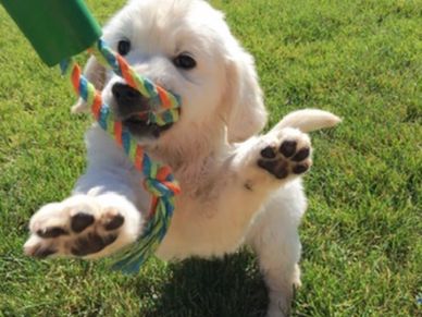 puppy playing best family pet