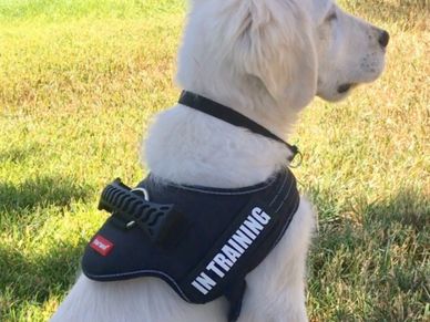 service dog in training