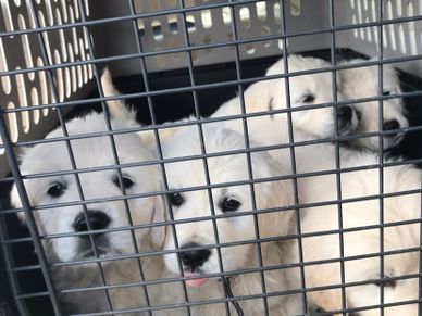 crate training puppies