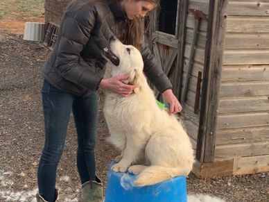 shedding golden retriever
