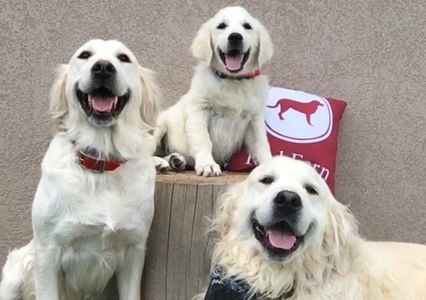 English Cream Golden Retrievers family